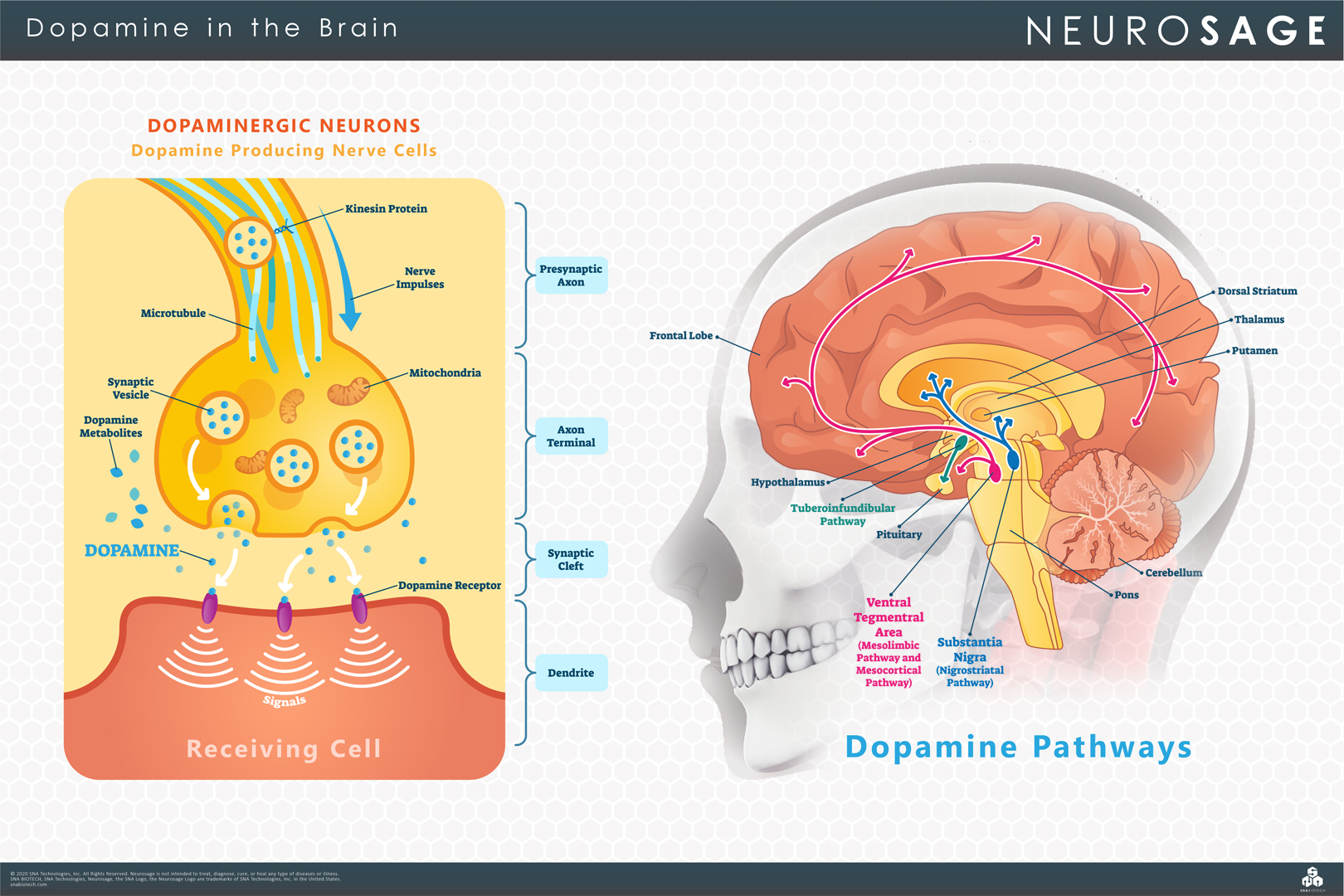 Dopamine in the Brain