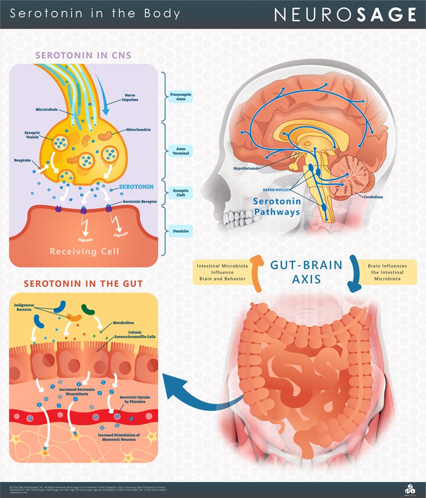 Serotonin in the body